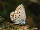 Plebejus argus (Geissklee-Bläuling, dasselbe Weibchen wie oben) / CH VS Turtmanntal 2050 m, 14. 07. 2010