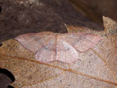 Cyclophora maderensis / GEOMETRIDAE/Ennominae (Spanner)