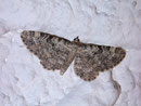 Eupithecia impurata (Felsrasen-Glockenblumen-Blütenspanner) / GEOMETRIDAE/Larentiinae (Spanner)
