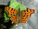 Polygonia c-album (C-Falter) / NYMPHALIDAE/Nymphalinae (Edlefalter)