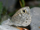 Lasiommata maera (Braunauge,) / CH BE Hasliberg 1100 m, 25. 05. 2011
