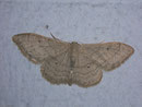 Idaea deversaria (Hellbindiger Doppellinien-Zwergspanner) / GEOMETRIDAE/Sterrhinae (Spanner)