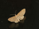Eupithecia absinthiata (Kreuzkraut-Blütenspanner) / GEOMETRIDAE/Larentiinae (Spanner)