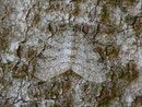 Trichopteryx carpinata (Hellgrauer Lappenspanner) GEOMETRIDAE/Larentiinae (Spanner)