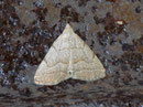 Pechipogo strigilata (Bart-Spannereule) / NOCTUIDAE (Eulen)