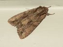 Apamea monoglypha (Grosse Grasbüscheleule) / CH BE Hasliberg 1050 m, 22. 09. 2020