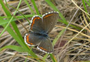 Aricia artaxerxes allous / CH VS Felsensteppe. 16. 06. 2006