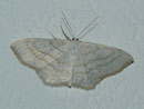 Scopula subpunctaria / GEOMETRIDAE/ Sterrhinae (Spanner)