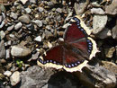 Nymphalis antiopa (Trauermantel) / CH UR Schächental, Brunnital, Umgschlagen Wald 1500 m, 19. 09. 2018