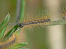 Malacosoma alpicola (Alpiner Ringelspinner) / CH BE Hasliberg 1050 m, 02. 04. 2014