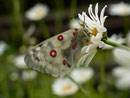 Parnassius apollo (Apollofalter) CH BE Hasliberg 1100 m, 30. 06. 2013