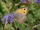 Hyponephele lycaon (Kleines Ochsenauge, Weibchen) / CH VS Oberwald 1560 m, 17. 09. 2014