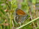 Coenonympha arcania (Weissbindiges Wiesenvögelchen) / CH UR Meiental Färnigen Schwandi 1566 m, 22. 07. 2013