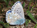 Polyommatus bellargus (Himmelblauer Bläuling, Männchen) / CH BE Hasliberg 1050 m, 27. 05. 2008