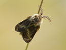Malacosoma alpicola (Alpiner Ringelspinner, Männchen) / CH VS Simplonpass 2190 m, 24. 08. 2016