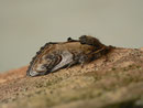 Notodonta ziczac (Zickzack-Zahnspinner) / NOTODONTIDAE (Zahnspinner)