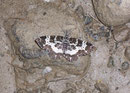Epirrhoe hastulata / GEOMETRIDAE/Larentiinae (Spanner)