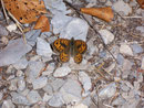 Lasiommata megera (Mauerfuchs, Männchen) / CH BE Hasliberg 1175 m, 06. 10. 2009
