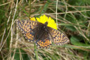 Boloria napaea (Ähnlicher Perlmuttfalter, Weibchen) /  CH VS Valsorey, 26. 07. 2006