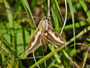 Hyles gallii (Labkrautschwärmer) / CH BE Hasliberg 1050 m, 22. 08. 2024