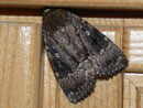 Amphipyra pyramidea (Pyramideneule) / NOCTUIDAE (Eulen)