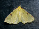 Opistograptis luteolata (Gelbspanner) / GEOMETRIDAE/Ennominae (Spanner)