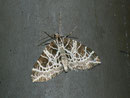 Eustroma reticulata / GEOMETRIDAE/Larentiinae (Spanner)