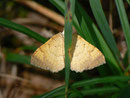 Camptogramma bilineata (Ockergelber Blattspanner) / CH BE Hasliberg 1050 m, 02. 08. 2012
