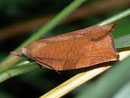 Pandemis corylana TORTRICIDAE/Archipini (Wickler)