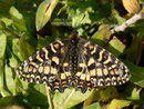 Zerynthia rumina / GB Gibraltar (auf Affenfelsen), 30. 04. 2012