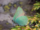 Callophrys rubi (Brombeer-Zipfelfalter) / LYCAENIDAE/Eumaeini (Bläulinge)