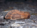 Ptilophora plumigera (Frost-Zahnspinner, Männchen) / NOTODONTIDAE (Zahnspinner)