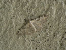 Eupithecia subfuscata / GEOMETRIDAE/Larentiinae/Eupitheciini /(Spanner) 