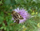 Cerapteryx graminis / NOCTUIDAE (Eulen)
