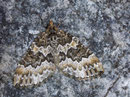 Electrophaes corylata (Zweifarbiger Laubholz-Bindenspanner) / GEOMETRIDAE/Larentiinae (Spanner)