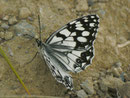 Melanargia ines / NYMPHALIDAE/Melanargiini (Edelfalter)