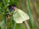 Gonepteryx rhamni (Zitronenfalter, Weibchen) / CH OW Giswil 483 m, 08. 05. 2014