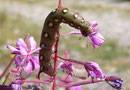 Hyles gallii (Labkrautschwärmer)