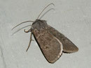 Euxoa decora (Hellgraue Erdeule) / NOCTUIDAE (Eulen)