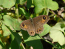 Lasiommata petropolitana (Braunscheckauge, Weibchen) / CH GR Roveredo Terrra Bianca 360 m, 21. 09. 2017