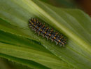 Melitaea athalia (Wachtelweizen-Scheckenfalter) / CH BE Hasliberg 1100 m, 29. 04. 2014 an Arnika