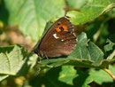 Erebia ligea (Weissbindiger Mohrenfalter, Männchen) / CH BE Hasliberg 1070 m, 16. 07. 2014