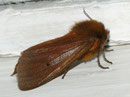 Phragmatobia fuliginosa (Zimtbär) / CH BE Hasliberg 1050 m, 13. 08. 2011
