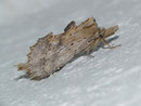 Pterostoma palpina (Palpen-Zahnspinner) / NOTODONTIDAE (Zahnspinner)