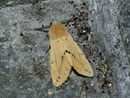 Spilosoma lutea (Gelber Tigerbär, Männchen) / CH FR Düdingen, 09. 07. 2012