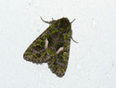 Trachea atriplicis (Meldeneule) / NOCTUIDAE (Eulen)