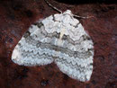 Epirrita christyi (Buchenwald-Herbstspanner) / GEOMETRIDAE/Larentiinae (Spanner)