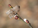 Orthosia incerta (Variable Kätzcheneule) / CH BE Hasliberg 1050 m, 29. 03. 2016