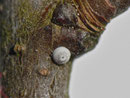 Thecla betulae (Nierenfleck-Zipfelfalter) / CH BE Arni (Eier von Ursula Beutler) an Prunus spinosa (aufgenommen am 30. 03. 2014 H. Stalder)