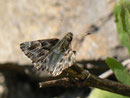 Carcharodus alceae (Malven-Dickkopffalter) / CH BE Hasliberg 1070 m, 23. 04. 2015